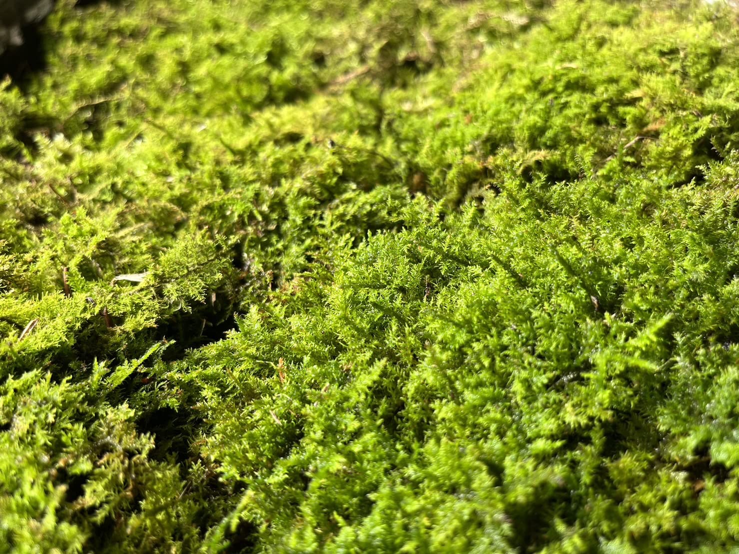Amazon | 苔セット ハイゴケ シノブゴケ 苔 コケ テラリウム 苔玉 盆栽